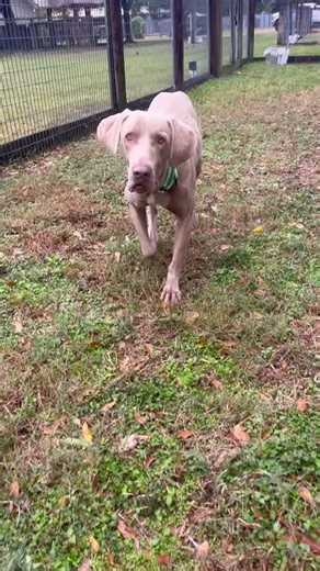 Weimaraner Rescue of Texas on Instagram: "Eddy is saying thank you to everyone who donated for #GivingTuesday! #weimaraner #weimrescue #weimrescueoftx #foster #adopt #fosteringsaveslives"