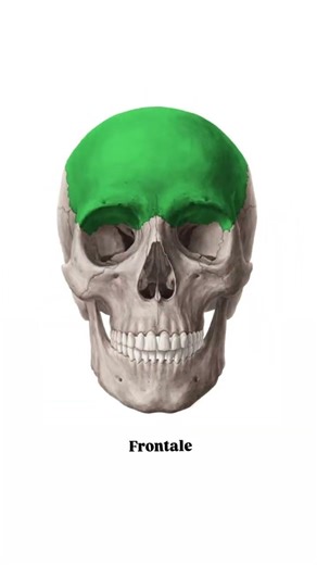 Bone of cranial #anatomy #creativityeducationfaculty #science #physiology #medical