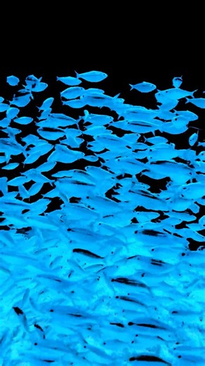 🐟💙 The Blue Fish Swarm at Georgia Aquarium Atlanta