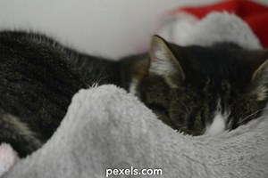 Toyger Cat Videos, Download The BEST Free 4k Stock Video Footage & Toyger Cat HD Video Clips