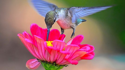 Hummingbirds are coming to Virginia. When will they arrive?