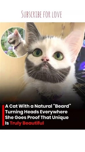 Meet the Cat With a Natural Beard That’s Breaking the Internet 🐱🧔✨#viral