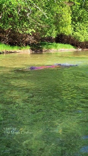 A mermaid in a river 🖤 This is a video of me in one of my purple mermaid tails in a river in Northern Michigan. This was filmed very long ago on a family river tube outing. It's a good memory 😇🖤 #themagiccrafter #professionalmermaid #mermaid #rivermermaid #michiganmermaids | The Magic Crafter