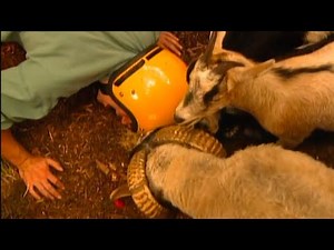 Zoboomafoo S01E24 Lids; featuring goats, sheep, owls and more!