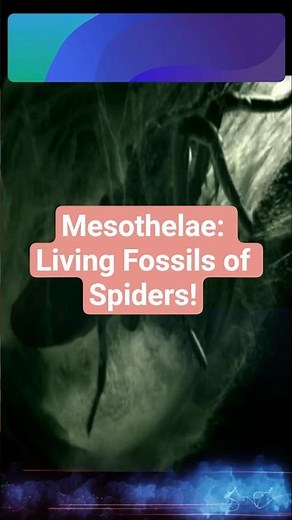 Meet Mesothelae: Ancient Spiders Explained