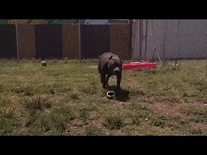 Dogs' failed adoption story goes viral, leads to finding forever home