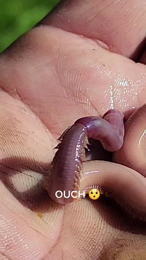 Handling Bloodworms with Fangs and Venom in Fishing: Watch Out!