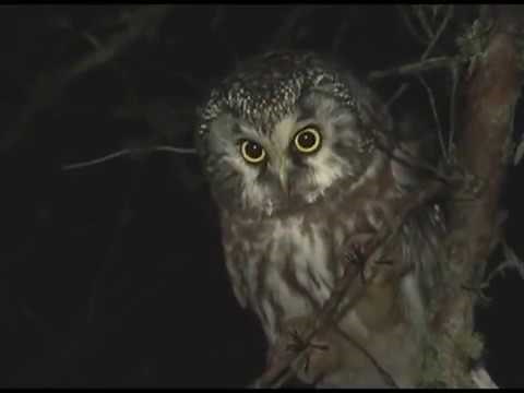 Boreal Owls in Michigan