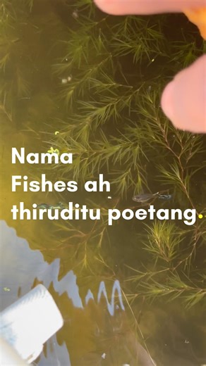Guppies ah திருடிட்டாங்க 😒bigg loss #guppies #guppy #freshwaterfish