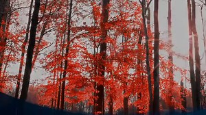 206K views · 10K reactions | Surah Qaf (Arabic " ق the Day of Judgement") is the 50th chapter Surah (chapter) "Qaf" deals predominantly with the Resurrection and the Day of Judgement. ... Emphasis is placed on the powerlessness of man on the Day of Judgement The surah both opens and closes with mention of the honor and key role of Quran. | Quran Translation Short Clip | Facebook