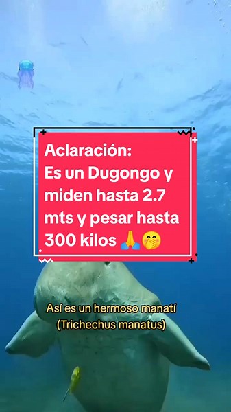 Hunab Ku Itzamná on TikTok