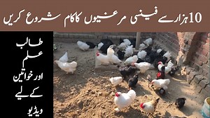 How To Start fancy hen farm at home | Asim Faiz