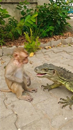monkey fighting with dragon lizard #bandar #monkeyvideo #monkey