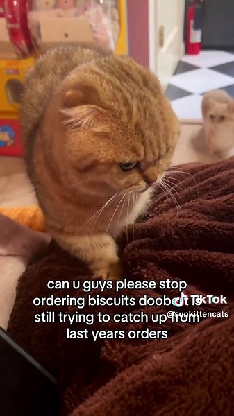 Gooberts' Cat Vacation Days and Biscuit Orders
