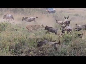 lions attack a young wildebeest migration across river and bring it down video