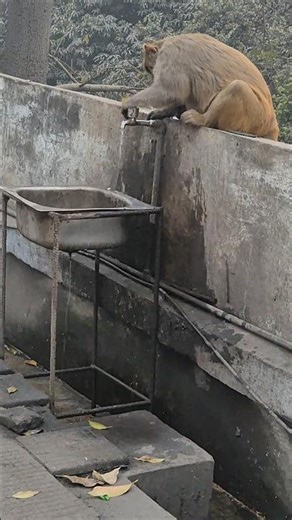 monkey cute action 🐅 #viral #shortvideo #animals
