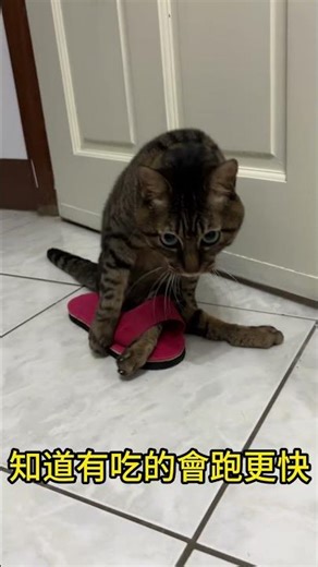 小吉愛拖鞋 #cat #貓 #貓咪搞笑 #Cat fails #funny Cats #paralyzed cat #cute #cat videos