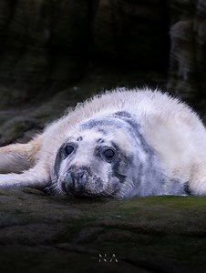 A very special visit to the seal pups at Coquet Island, some (albeit shakey due to the moving boat!) footage from yesterday following on from this mornings photo post thought you’d like to see the little guys in action. As of yesterday the RSPB warden confirmed 43 pups on the island which is great news! With some pregnant seals still around too hopefully that number will grow. Female grey seals give birth to one pup annually, and are around 14 kg at birth. After weaning, pups undergo a fast not 