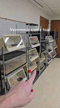 Full venomous snake zoo tour. #reptiles #pets #venomoussnakes