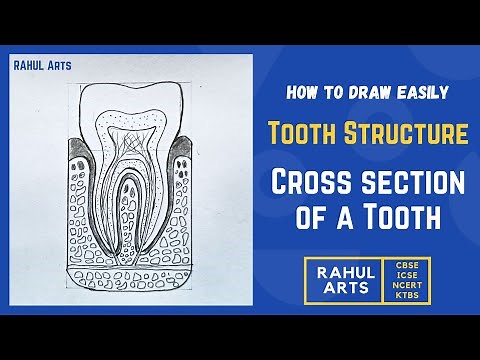 How to Draw Cross section of a Tooth | Tooth Structure