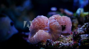 Lobophyllia polyp grow open on live rock, LPS lobed brain coral animal in strong flow, fluorescent pet for experienced aquarist, LED blue low light, nano reef marine aquarium, glass refraction effect