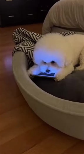 Dog Caught Scrolling Mobile at Bedtime 📱🐶😂 #DogTok #CaughtScrolling #FYP #PetFails #GiggleBox