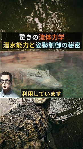 The surprising secrets of crocodile diving abilities and posture control.