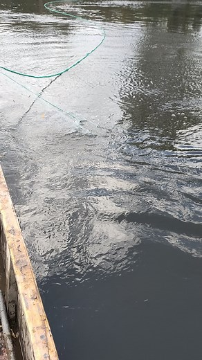 Fishing Techniques: Catching Fish With A Net