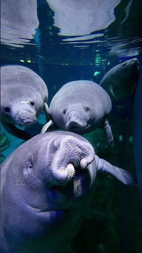 Slow motion footage of swimming manatees #manatee #animals #underwater #travel