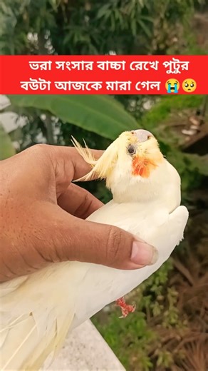 ভরা সংসার বাচ্চা রেখে পুটুর বউটা আজকে হঠাৎ করে মারা গেল দেখো😭 #funnyvideo #viral #comedy #sad #short