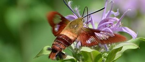 CREATURE FEATURE - Hummingbird Moth - Friends of the Rouge