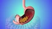 Animation of the human digestive system