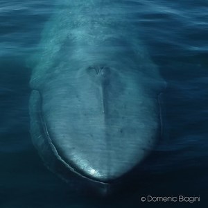 73M views · 516K reactions | 109 seconds of breathing with whales ...