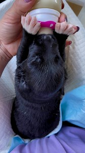 2.2K views | The tiny ones are still doing well 殺 They opened their eyes yesterday ❤️ We are very thankful for the persons who donated for these little ones cas tonns of puppypads  and milk is needed  Anyone can help with any ammont cas every little helps. Thank you xx PayPal(friends and family option): asociatiazoeshome@yahoo.com Metro Bank Zoe’s Home Animal Rescue CIC 52427533 23-05-80 | Zoe's Home Animal Rescue Romania | Facebook