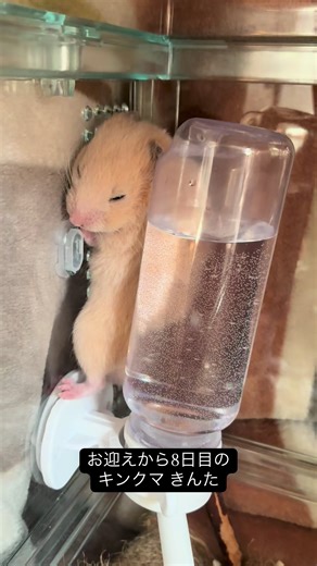 僕の名前はきんた 金色のフサフサの毛が特徴 たまに給水器に寄りかかって 寝ちゃうんだ #キンクマ #ハムスターの日常 #キンタ