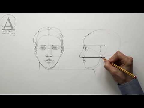 Human Head Proportions - Anatomy Lesson for Artists