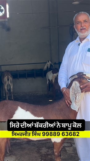 YOUNG FARMER on Instagram: "Beetal Goats"