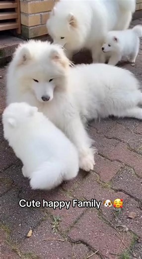 A dog family shows us the true meaning of love and care. Puppies rely on their parents for warmth, guidance, and protection, just like humans rely on their families. The way a mother dog cuddles her pups, teaches them to explore safely, and looks out for their needs mirrors how human families nurture, support, and guide one another. Watching a dog family play together, share affection, and stick together during challenges reminds us that family—whether furry or human—is about loyalty, trust, and