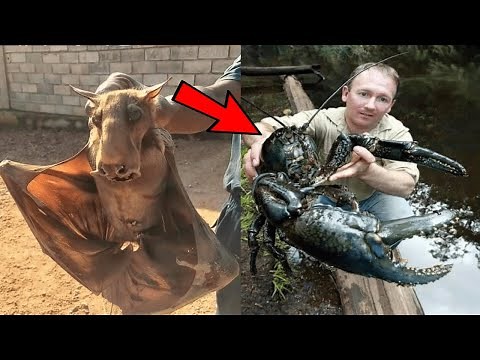 15 Unusual Species Only Found on Islands