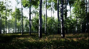 a grove of birch trees in a forest setting.