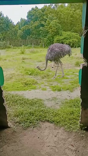 Emu Behavior and Habitat Exploration
