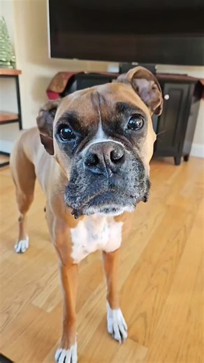 Bo and Ty | Ty goes to the winner! 😁 #boandtytheboxerboys #boandty #botyjax #boxset #ripjax #ripbo #boxerbrothers #boxerboys #boxerdogsofinstagram... | Instagram