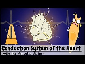 Conduction System of the Heart