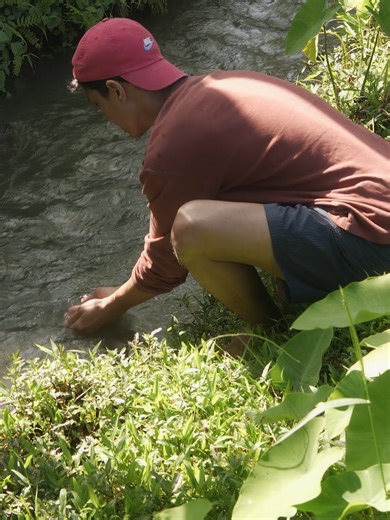 Simple Living in Indonesia 🌿 | Collecting Banana Leaves in Rice Fields #villagelife #rurallife #indonesia #bananaleaves #harvest