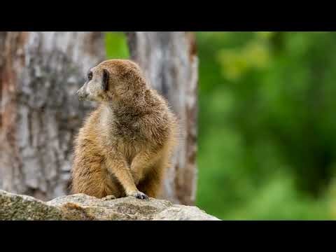 The Largest Lemur: Extinct Giants of Madagascar - Explained