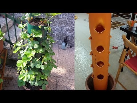 Coltivare Fragole in vaso verticale sul balcone