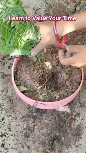 How to Repot Boston Fern #shortvideo #garden #plants #shorts #gardening #music #motivation #nature