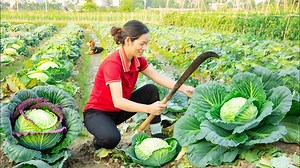 48K views · 1.4K reactions | Harvesting Cabbage, Make delicious Meat-wrapped Cabbage Go to the market sell Phuong - Harvesting | Phuong - Harvesting | Facebook