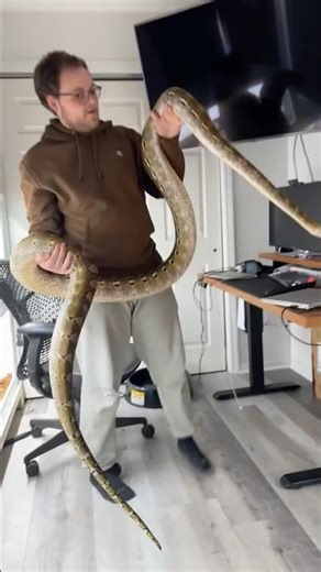 Getting a workout in with this big girl! #snake #retic #reptiles #reticulatedpython #python #cobra