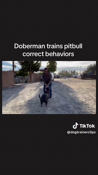 Dogtrainerclips on TikTok
